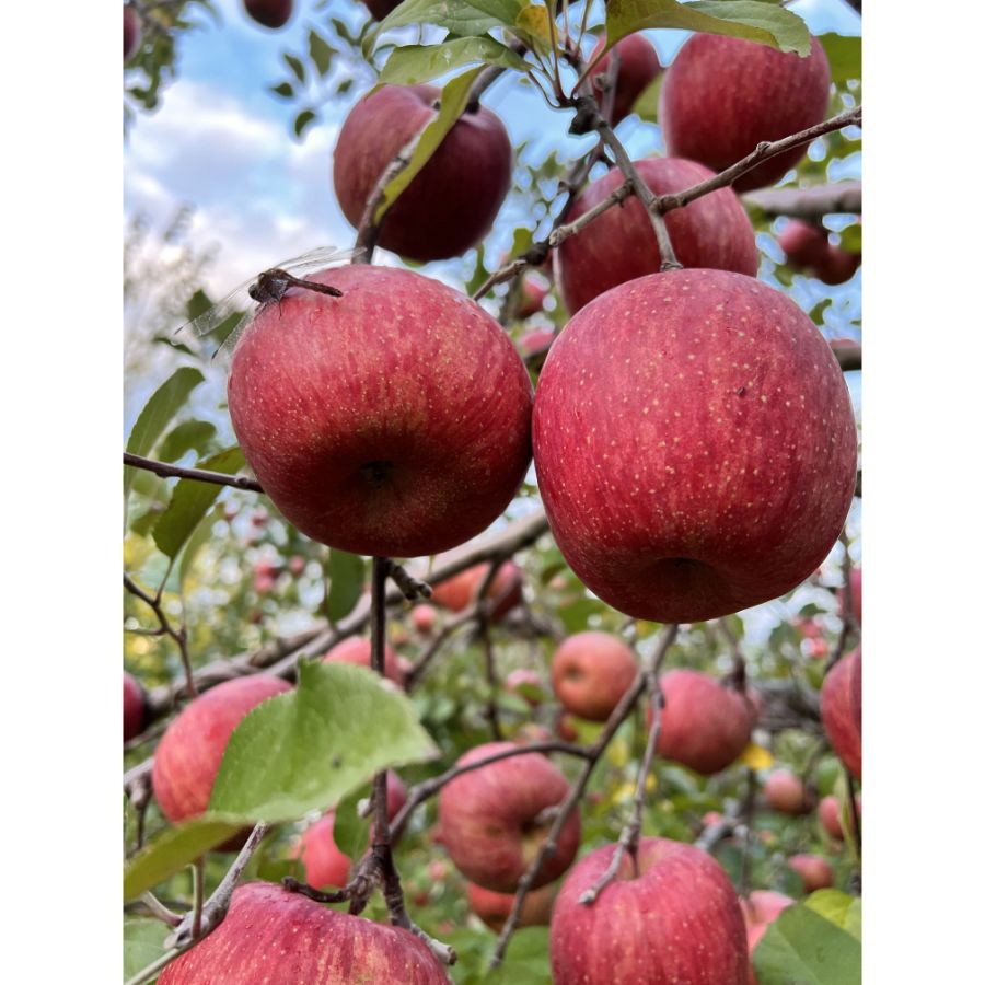 ＜マルコウアップル＞特A　蜜入りサンふじ　糖度13度以上　3kg　