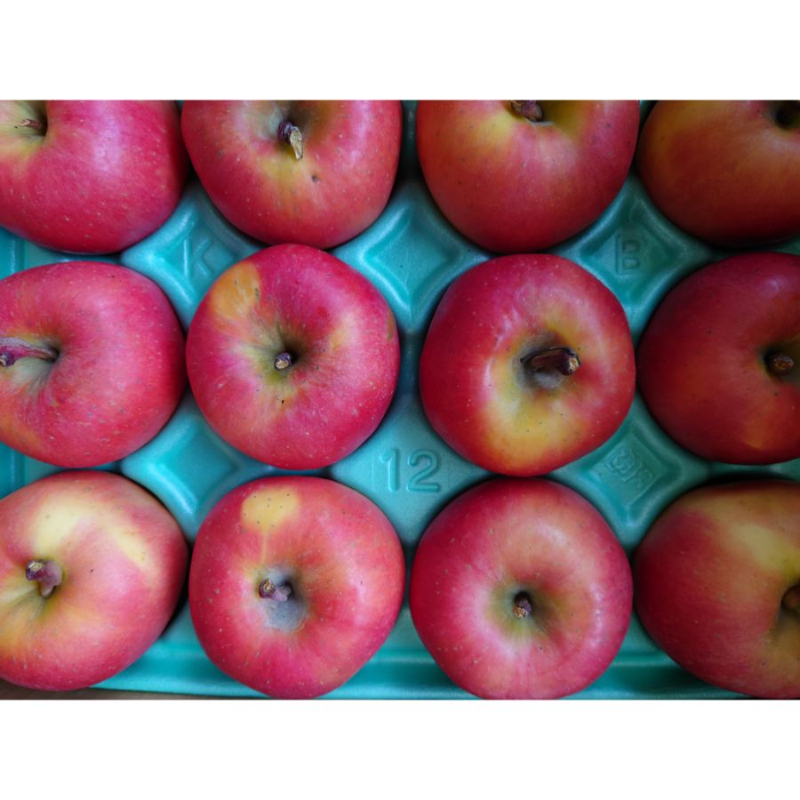 <山善 齊藤農園>葉とらず高徳 2.5kg