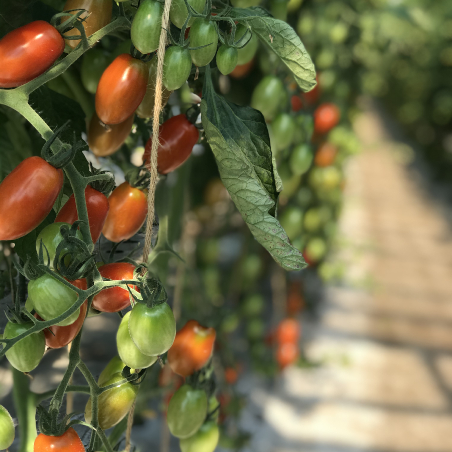＜おおなみ農園＞完熟ミニトマト『アイコ』を使ったストレートトマトジュース（2024年出荷分予約）720ml×2