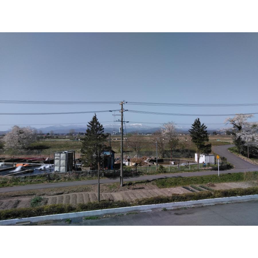 ＜手しごとで編む　白田のカシミヤ＞婦人M Vネックプルオーバー（キャメル） ベビーカシミヤ100%【度詰】