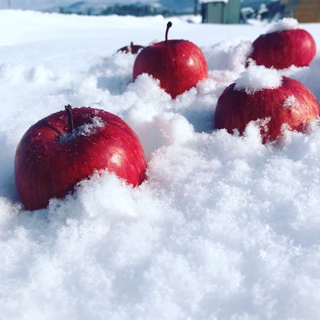 雪中貯蔵りんご　6玉/化粧箱入 （ギフト品質）