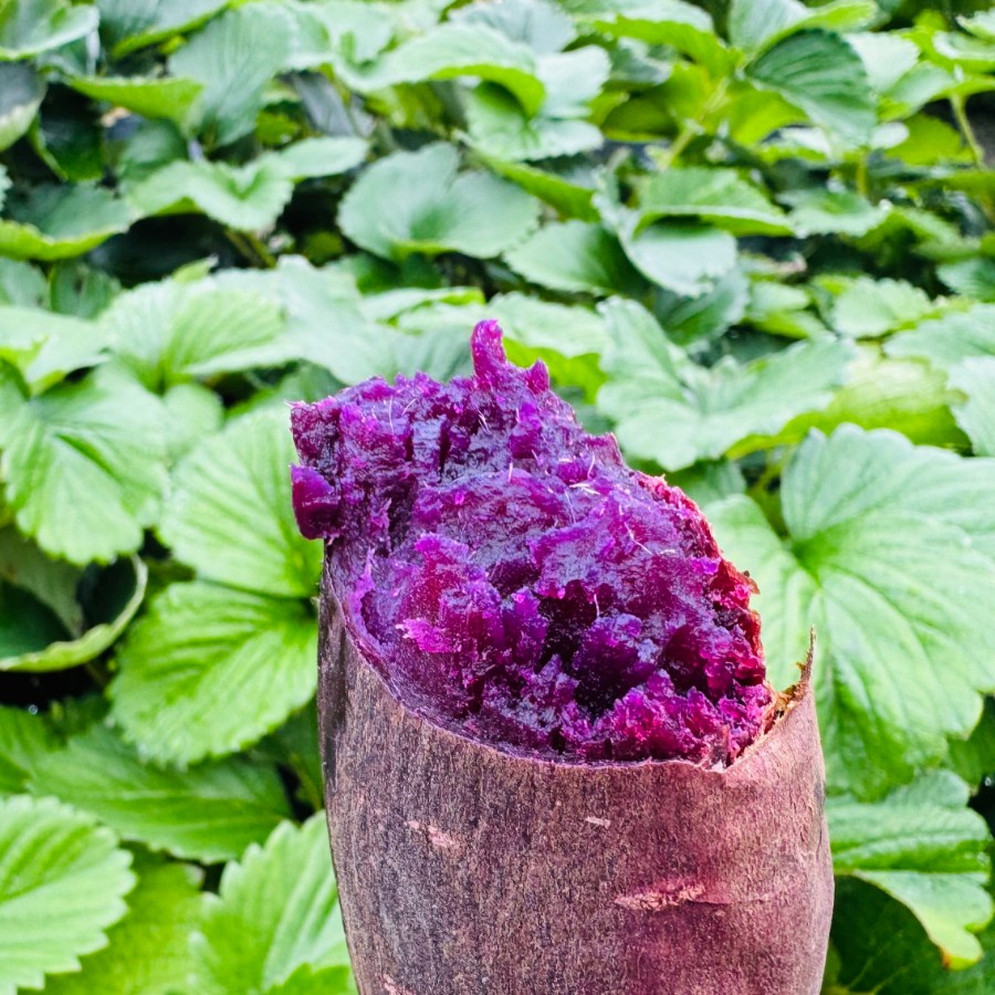 <リルストーリア 指村農園>農薬・化学肥料不使用 ホクホク甘~い『至福のふくむらさき』大~小サイズ混合2kg