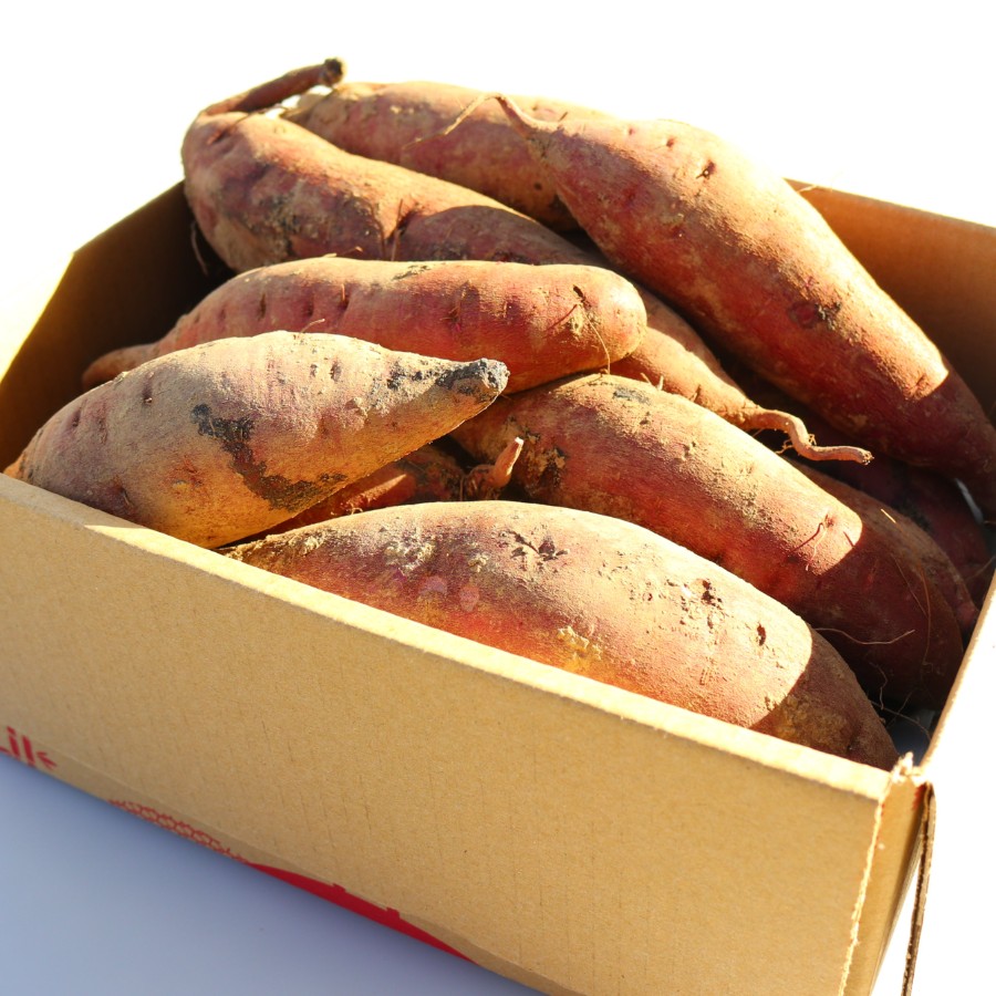 <リルストーリア 指村農園>農薬・化学肥料不使用 ホクホク甘~い『至福のふくむらさき』大~小サイズ混合2kg