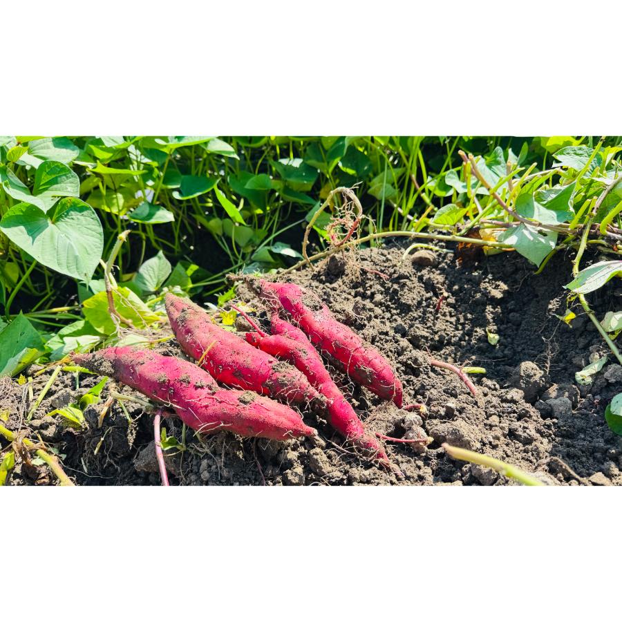 <リルストーリア 指村農園>農薬・化学肥料不使用 ホクホク甘~い至福のシルクスイート サイズ大~中混合2kg