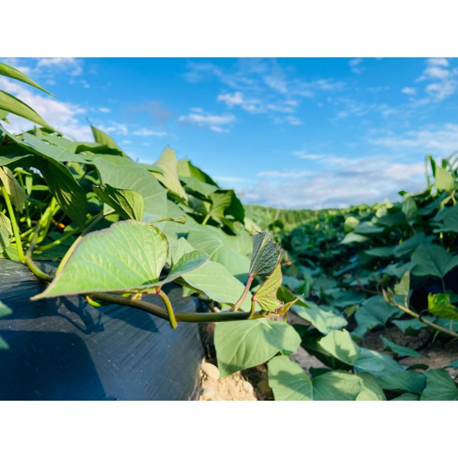 <リルストーリア 指村農園>農薬・化学肥料不使用 ホクホク甘~い至福のシルクスイート サイズ大~中混合2kg