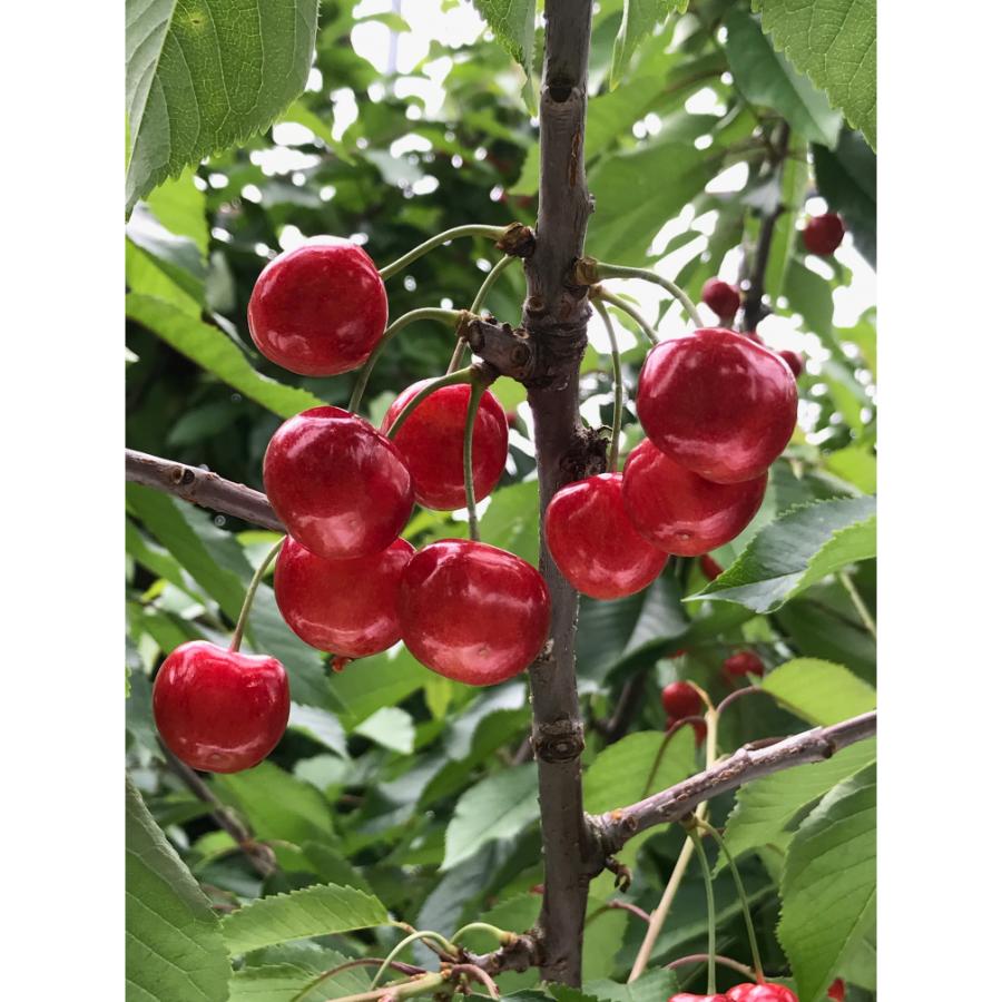 ＜アンスリーファーム＞紅秀峰 特秀 L以上 バラ600g