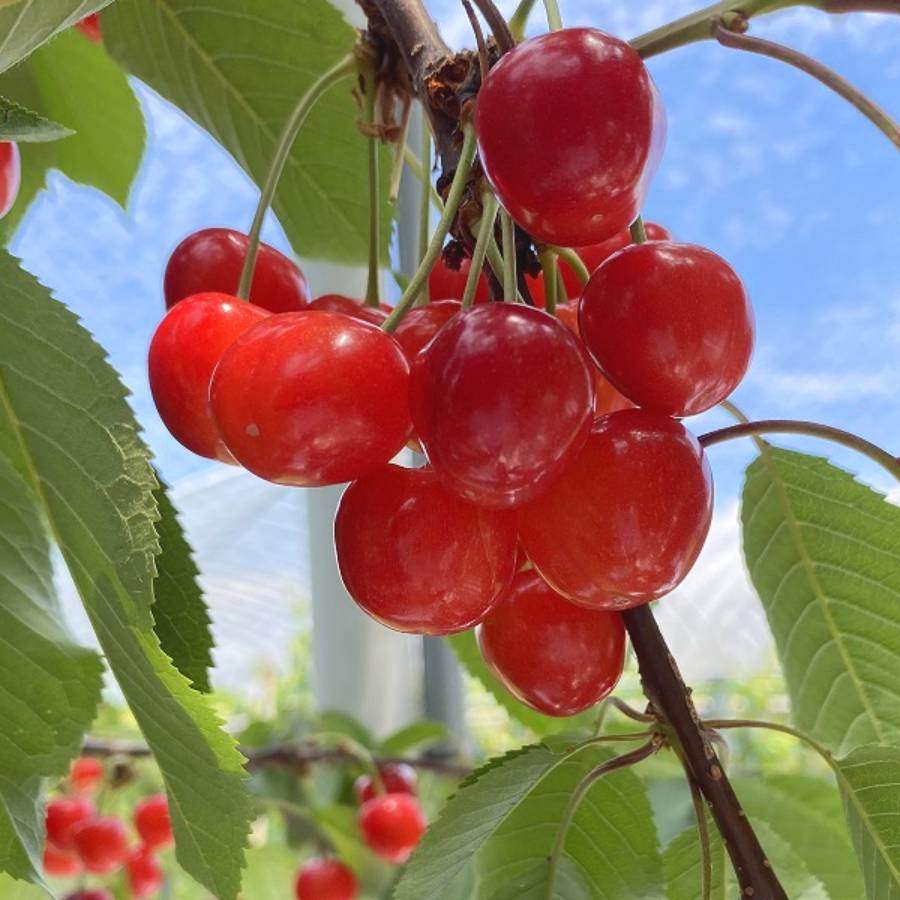 さくらんぼ(佐藤錦)800g（Ｍ0081）