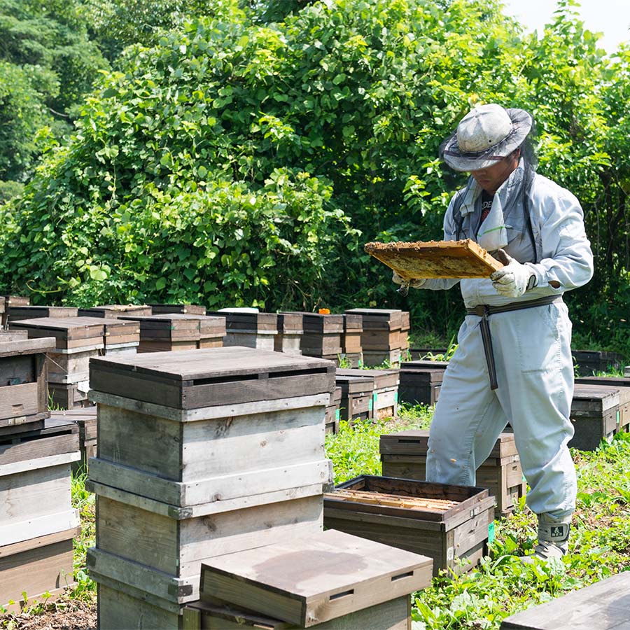 ＜渡辺養蜂場＞自家採り国産天然はちみつ 季節の6種セット