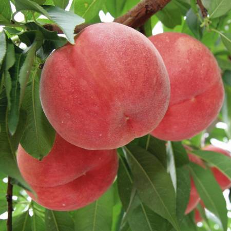 もも（幸茜）　特秀　2.7kg(8～11玉)
