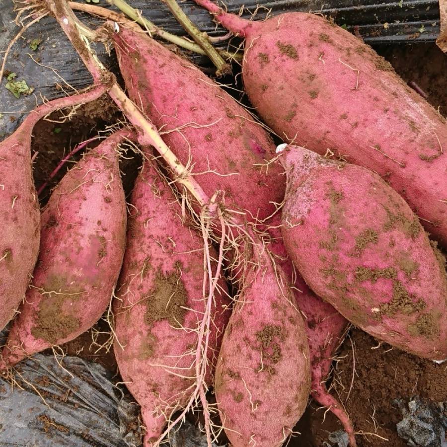 ＜山一ファーム＞旬の時期にお届け 茨城県産メロンとさつまいもの定期便