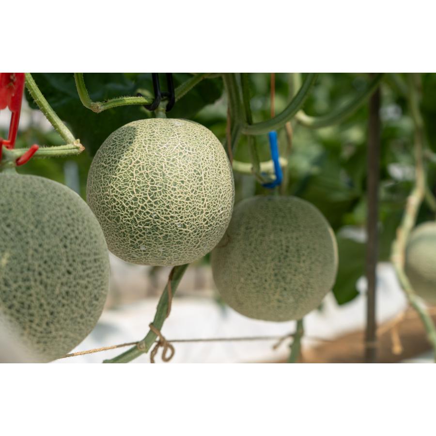 ＜長洲農園＞品質優良賞受賞 茨城県産 アールスメロン 特秀 5玉