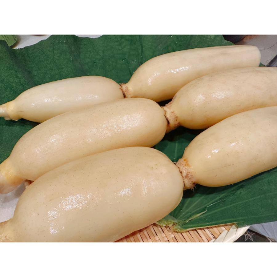 <高須農園>ひかりれんこん1kg(黒化粧箱入)【三越伊勢丹選定】