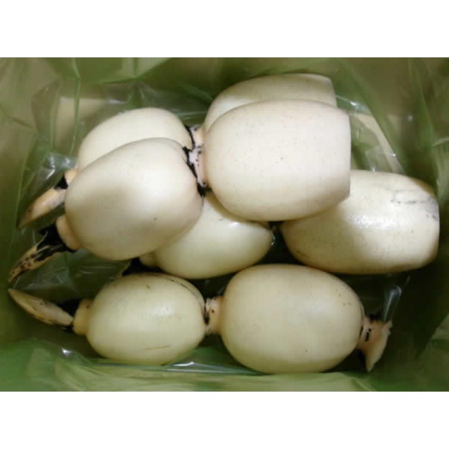 <高須農園>ひかりれんこん1kg(黒化粧箱入)【三越伊勢丹選定】