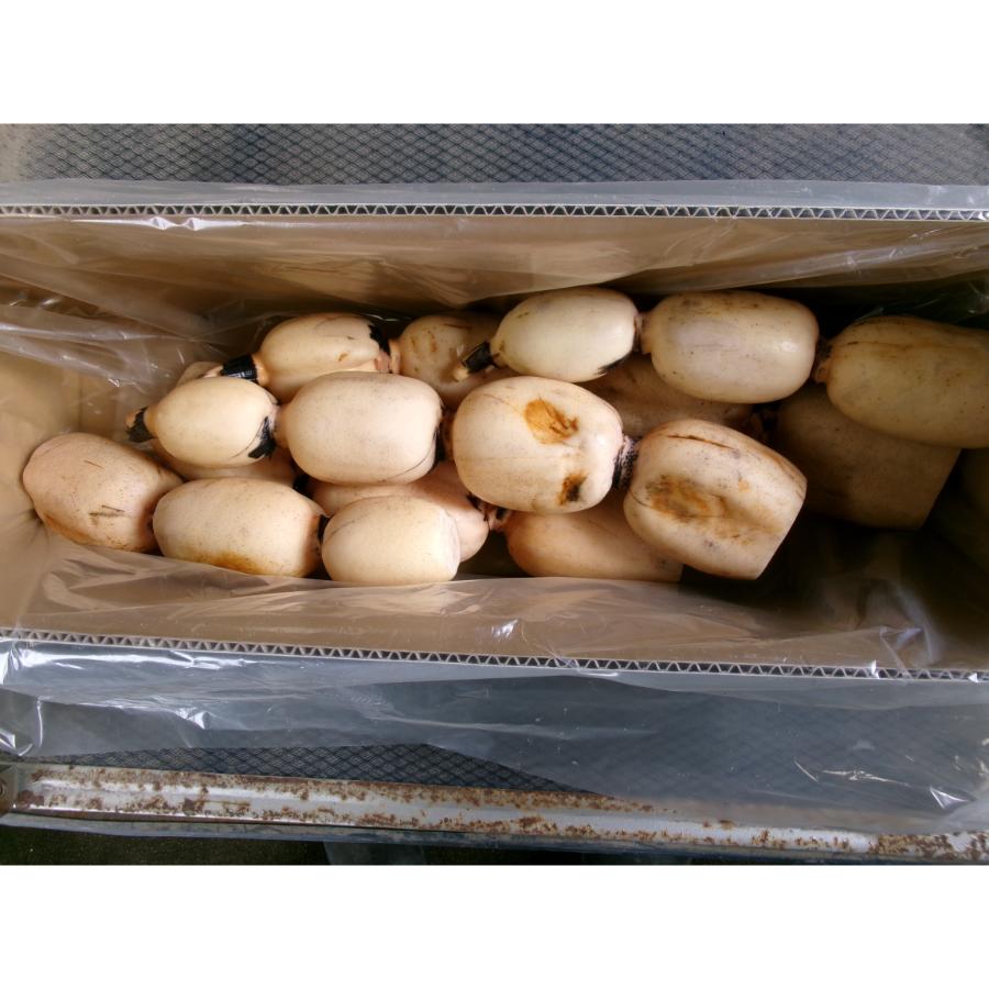 【もったいない!を食べよう】<高須農園>訳ありひかりれんこん4kg
