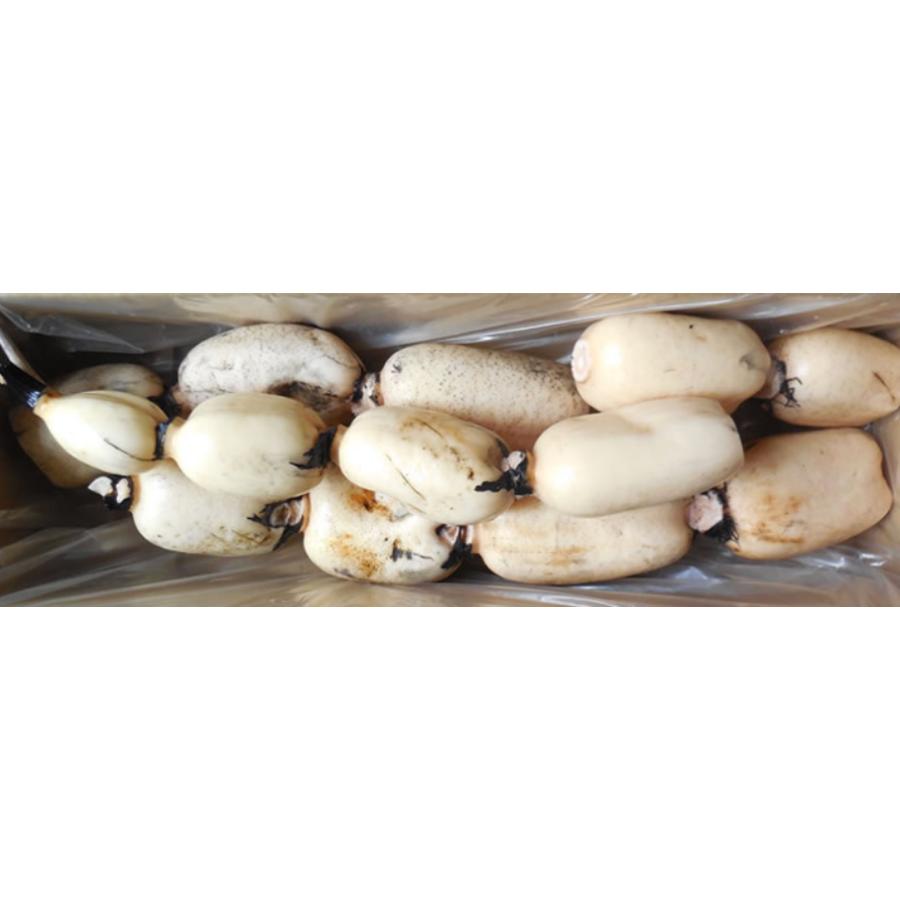 【もったいない!を食べよう】<高須農園>訳ありひかりれんこん4kg