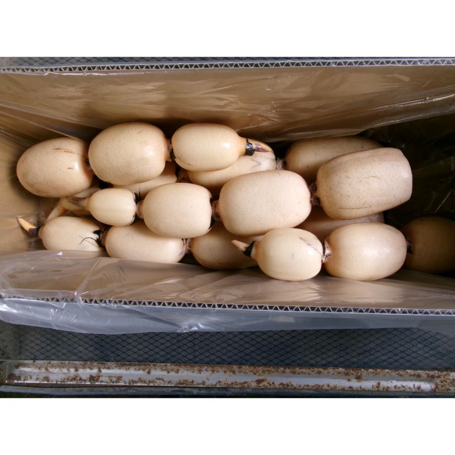 <高須農園>ひかりれんこん4kg(白段ボール入)【三越伊勢丹選定】