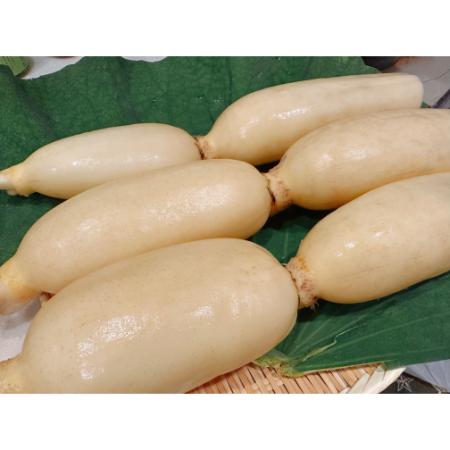 ＜高須農園＞ひかりれんこん４kg(白段ボール入)【三越伊勢丹選定】