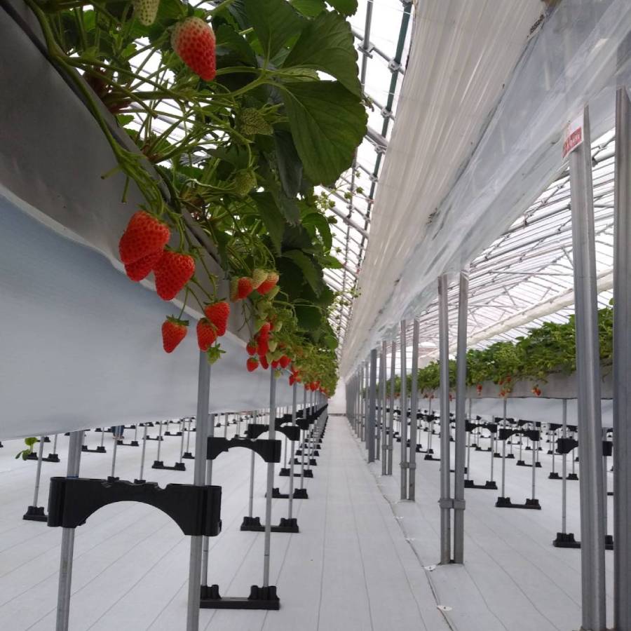 坂東太郎オリジナルブランドいちご【坂東姫】12粒×2箱