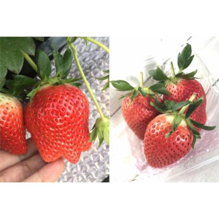 ＜イチゴヤ78％＞贈答規格 食べ比べセット(とちおとめ・やよいひめ280g×各1パック)
