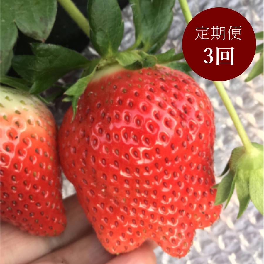 <イチゴヤ78%>贈答規格 とちおとめ(280g×2パック) 定期便3カ月コース【12月下旬~2月下旬お届け】