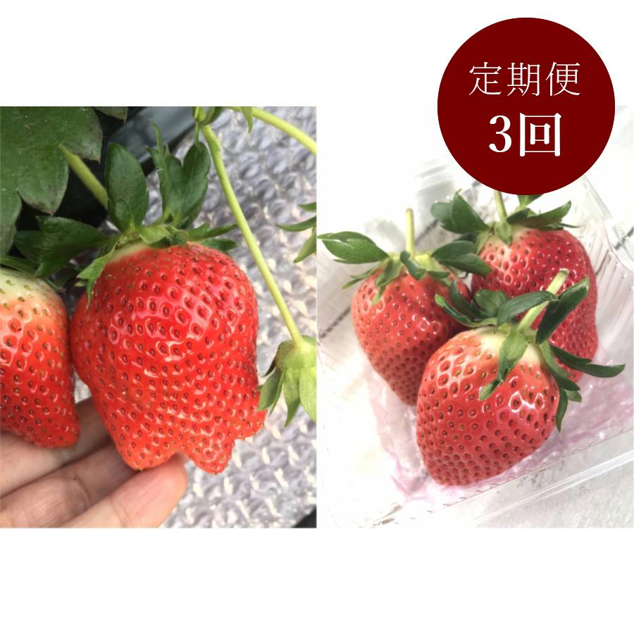 <イチゴヤ78%>贈答規格 食べ比べセット(とちおとめ・やよいひめ280g×各1パック) 定期便3カ月コース【12月下旬~2月下旬お届け】