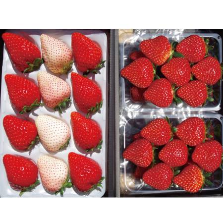 栃木のいちご　4品種食べ比べセット