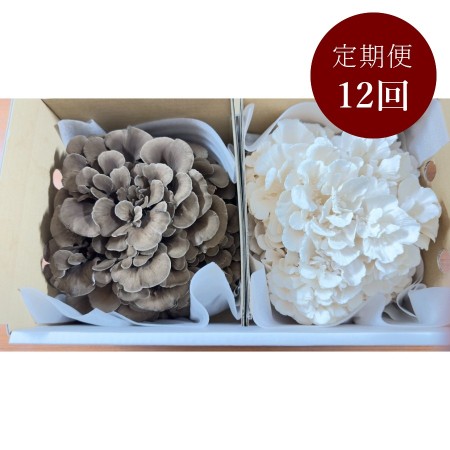 ＜キノコ・輪大＞びっくり舞茸白黒セット　12回定期便