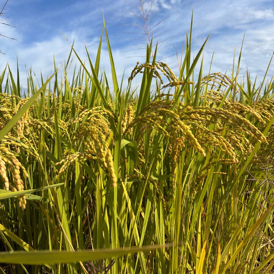 埼玉県行田産にこまる(玄米) 30kg×1袋 定期便６カ月コース