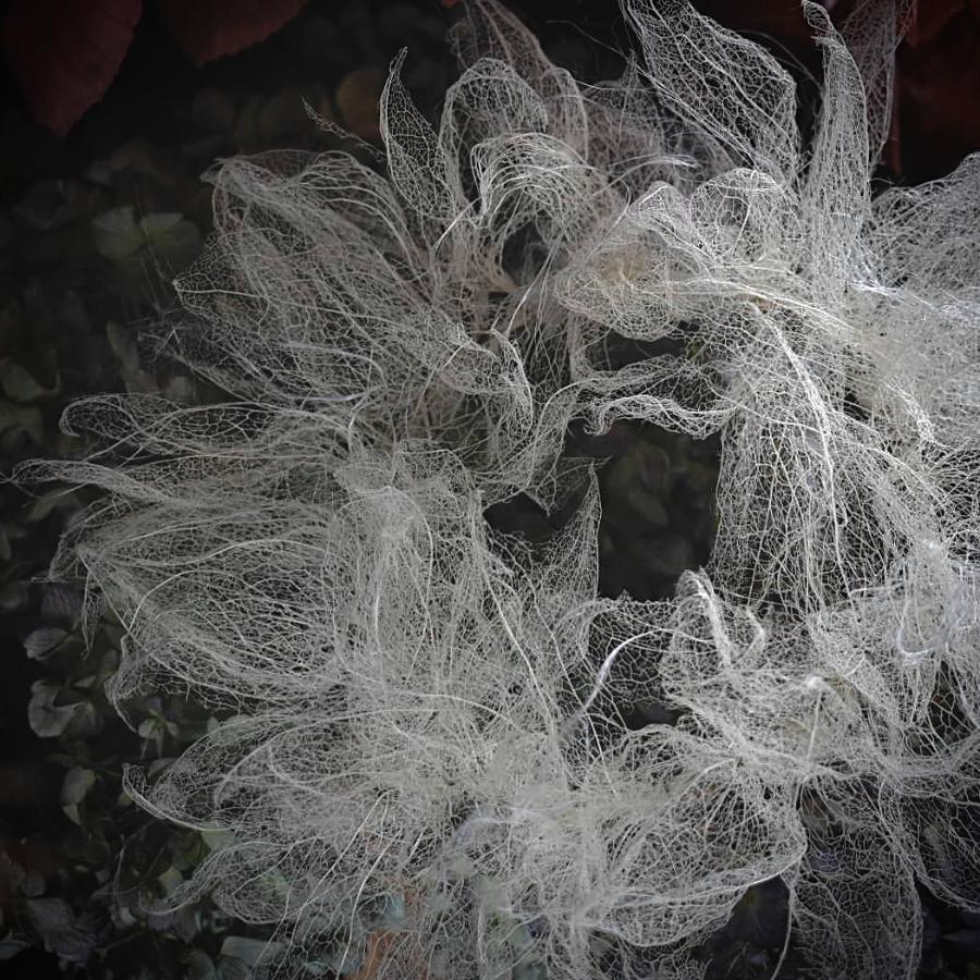 <she is matilda.>網法月のリース