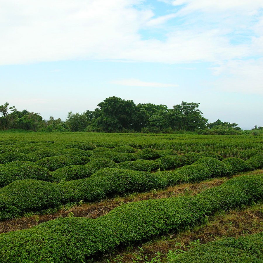<浅川園>村上煎茶飲み比べ