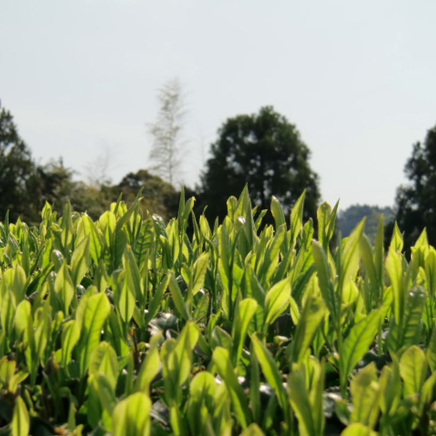 ＜浅川園＞新潟銘茶詰め合わせAO