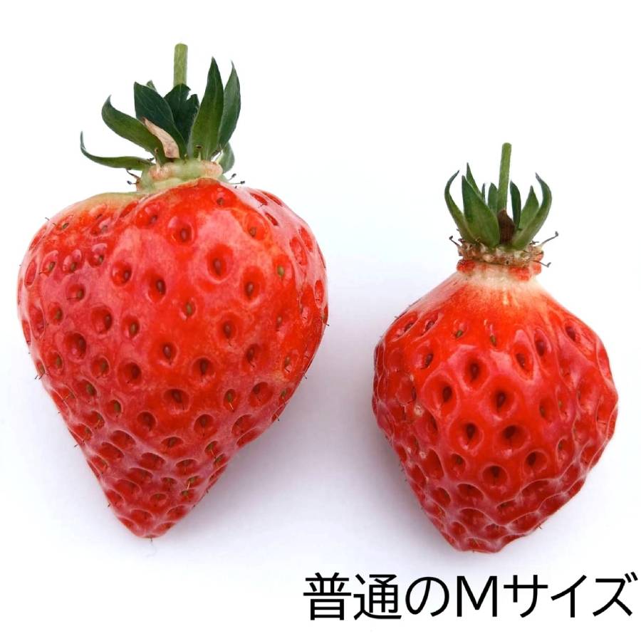 ＜民蔵･ふぁーむ＞民蔵･ふぁーむの越後姫約400g（12粒～15粒）