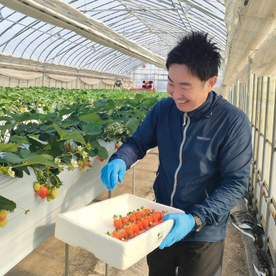 ＜民蔵･ふぁーむ＞民蔵･ふぁーむの越後姫約400g（12粒～15粒）