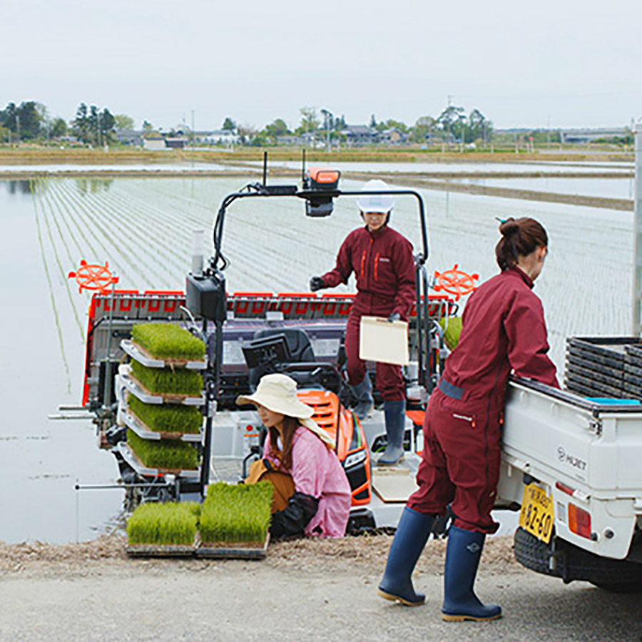 柳都の舞　特別栽培米新潟県産コシヒカリ5kg定期便　6回