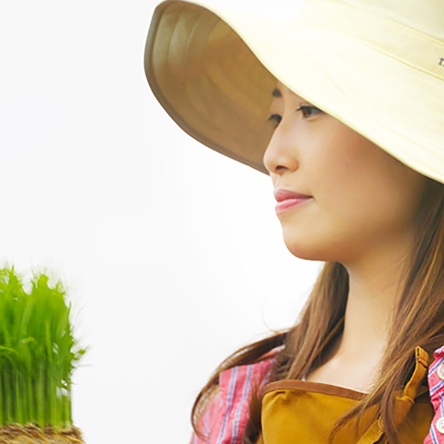 柳都の舞　特別栽培米新潟県産コシヒカリ10kg定期便　6回