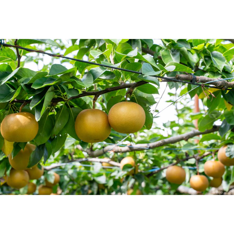 <旭ファーム>新高梨 3kg 贈答用