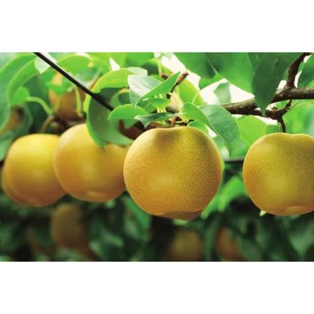 ＜旭ファーム＞豊水梨 2.5kg 贈答用