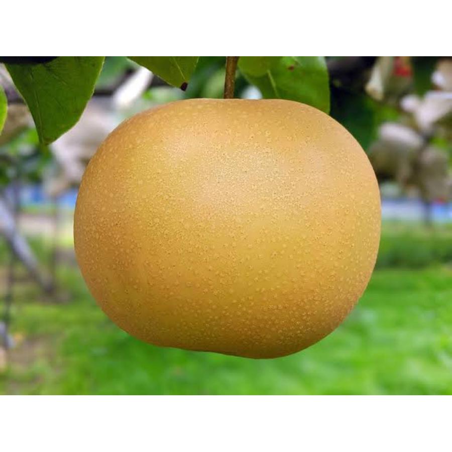 <旭ファーム>秋月梨 2.5kg 贈答用