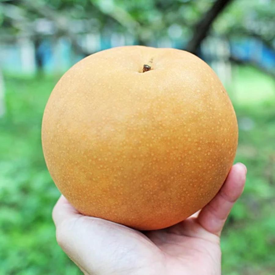 <旭ファーム>新高梨 3kg 贈答用