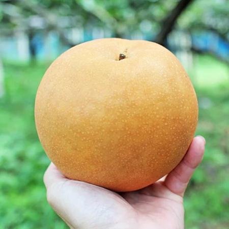 ＜旭ファーム＞新高梨 3kg 贈答用