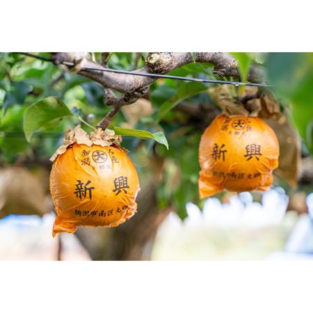 ＜旭ファーム＞新興梨 3kg 贈答用