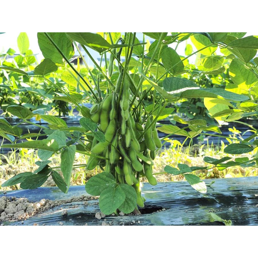 ＜堀川農園＞新潟県産枝豆（陽恵）1.0kg×1