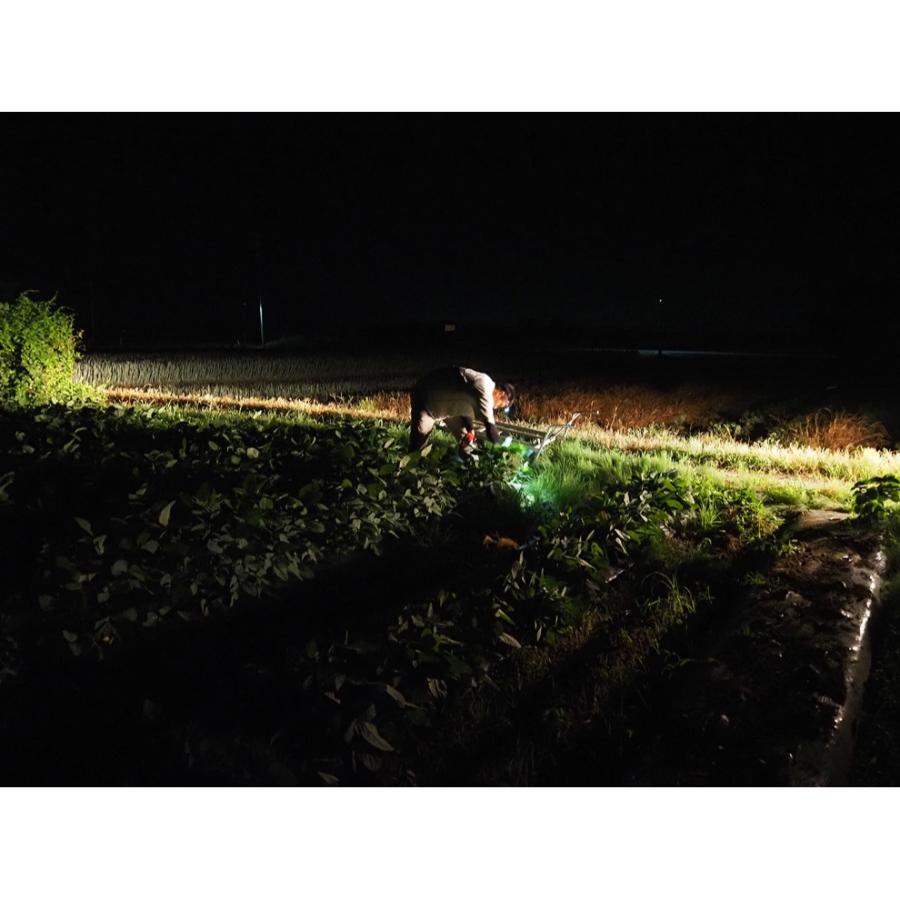 ＜堀川農園＞新潟県産枝豆（陽恵）1.0kg×1