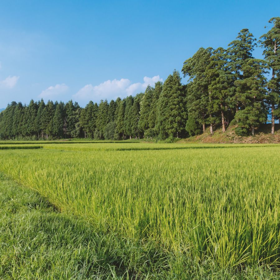 加茂有機米生産組合の作った特別栽培米コシヒカリ 白米 ５kg