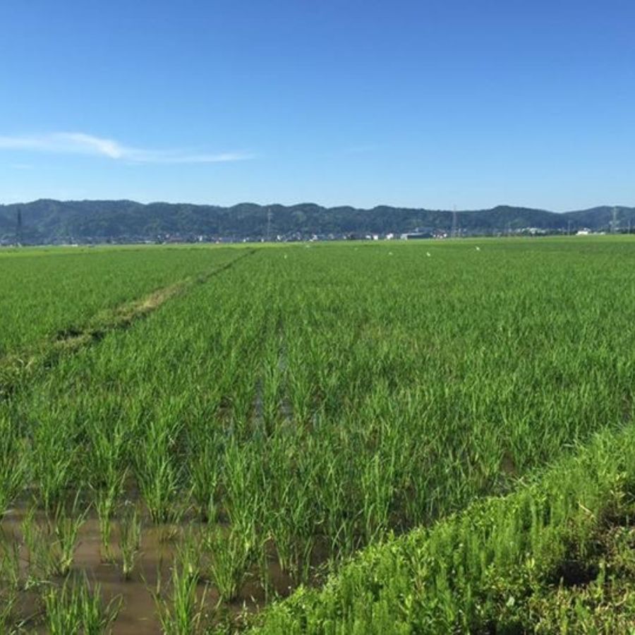 加茂有機米生産組合の作った特別栽培米コシヒカリ 玄米 ５kg