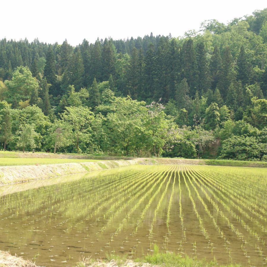 加茂有機米生産組合の作った特別栽培米コシヒカリ 玄米 10kg