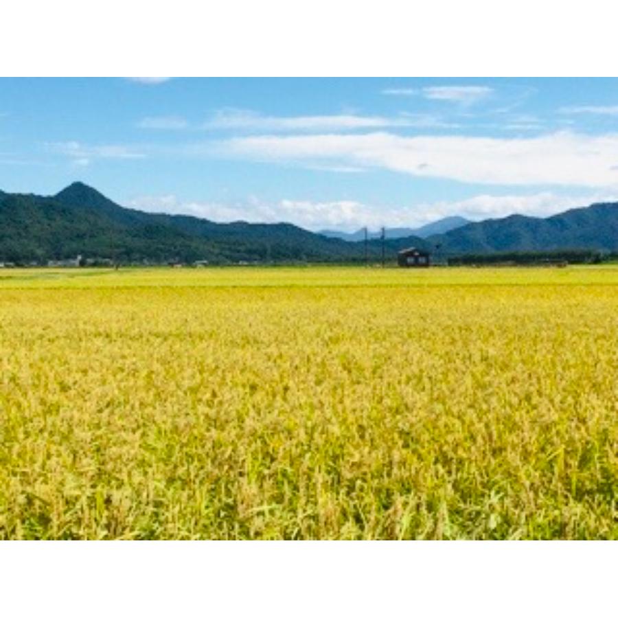 新潟岩船産ゆうだい21 5kg 定期便3ヶ月