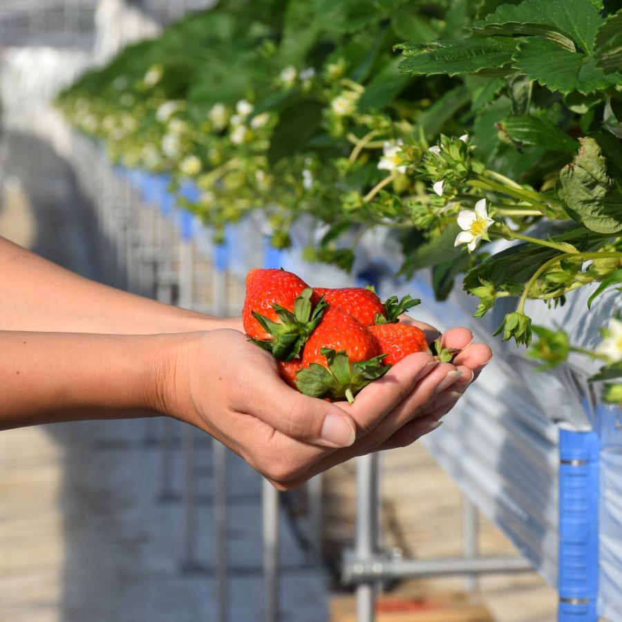 雪国完熟いちご越後姫・桃薫紅白化粧箱シングルセット