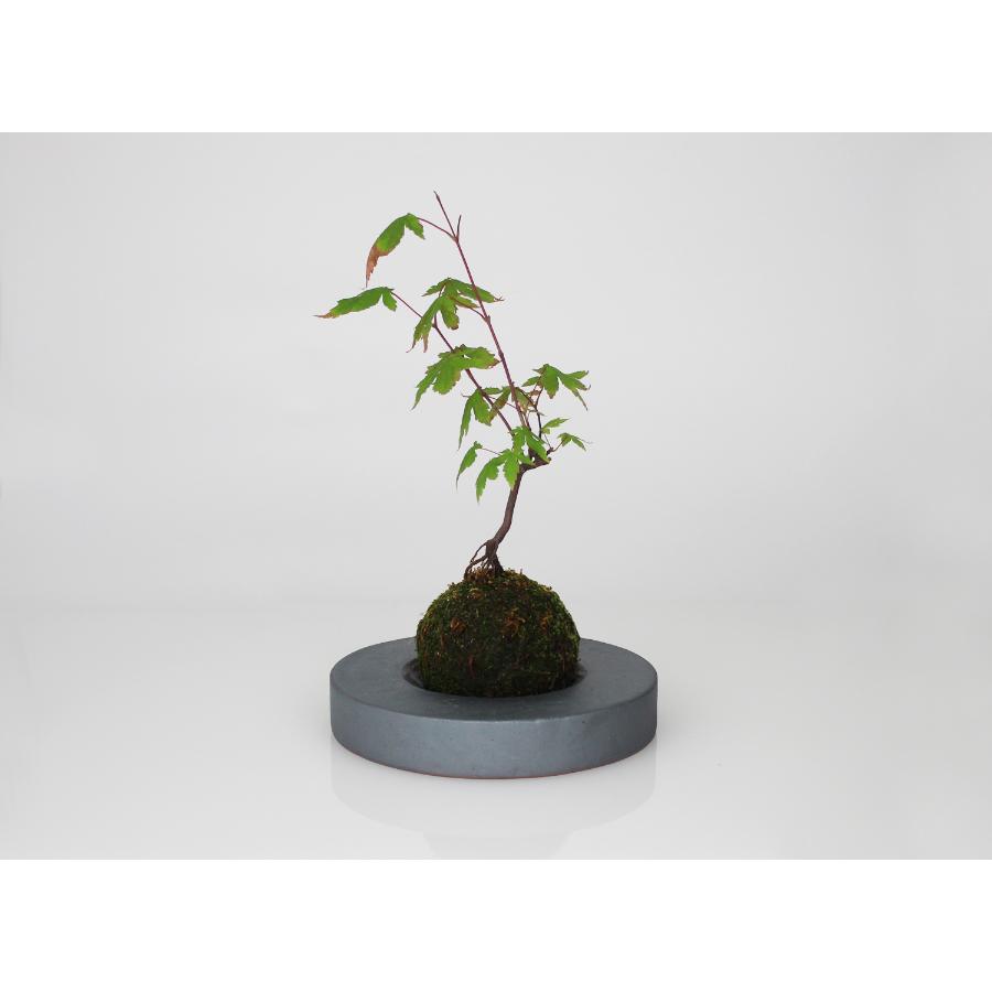 <MYK>KOKEDAMA - kubo / maru