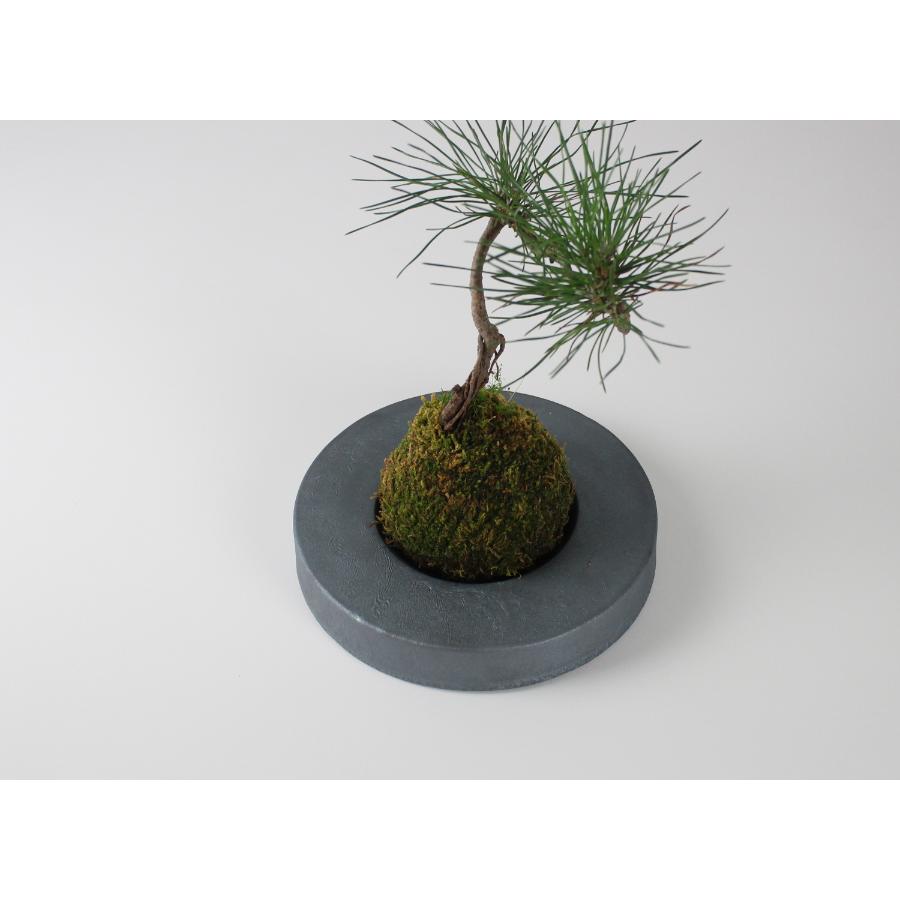 <MYK>KOKEDAMA - kubo / maru